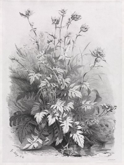 Grupos de varias plantas dibujadas de la naturaleza: No. 7 de Eugene Bléry
