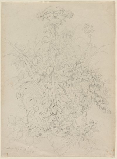 Estudio de plantas de Eugene Bléry
