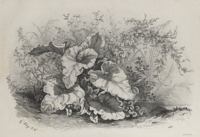 Estudio de Plantas del Grupo de Varias Plantas Dibujadas y Litografiadas del Natural..., 1848 de Eugene Bléry