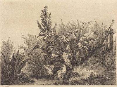 Acetosa de Eugene Bléry