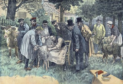 Louis Pasteur (1822-1895), biólogo francés experimentó con éxito en Pouilly-le-Fort a petición de la Sociedad Agrícola de Melun, su virus del ántrax en un rebaño de ovejas, vacas y cabras. Dibujo de Damblans. de Eugene Damblans