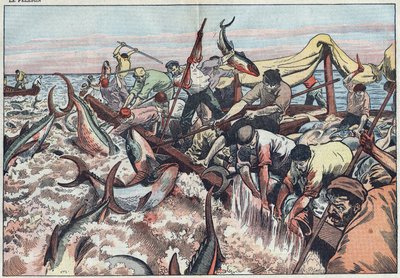 Pesca de atún en Túnez - El atún es capturado en la última red conocida como “corpo”, es atrapado con ganchos y subido al barco de pesca. Ilustración de Damblans. En “Le Pèlerin” del 30 de agosto de Eugene Damblans