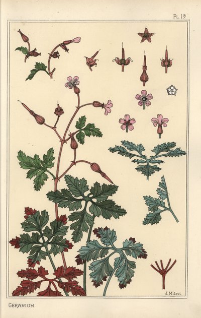 Ilustración botánica de una flor de geranio, pétalos, hojas de Eugene Grasset