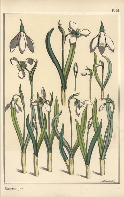 Ilustración botánica de un campanilla de invierno, Galanthus nivalis de Eugene Grasset