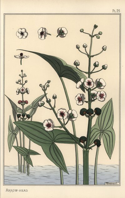 Ilustración botánica de la saeta, Sagittaria sagittifolia de Eugene Grasset