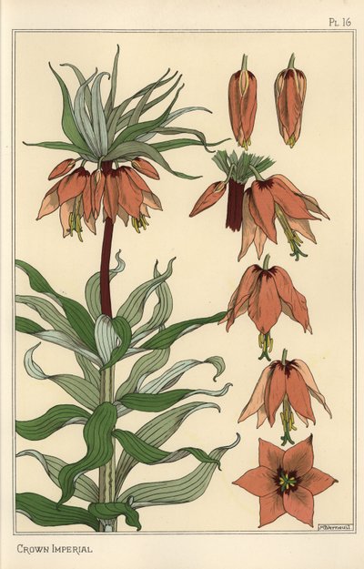 Ilustración botánica de la flor imperial, Fritillaria imperialis de Eugene Grasset