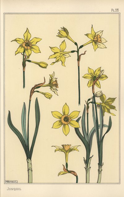 Ilustración botánica del junquillo, Narcissus jonquilla, mostrando partes de la flor de Eugene Grasset