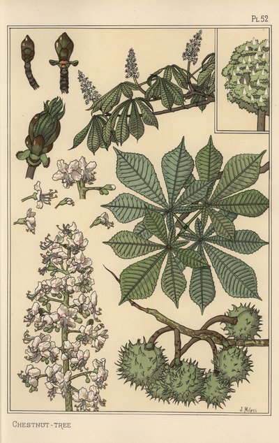 Estudio botánico de castaño de Eugene Grasset