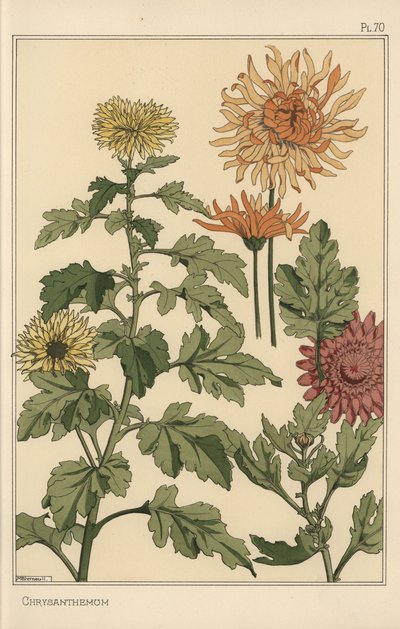 Estudio botánico de crisantemo de Eugene Grasset