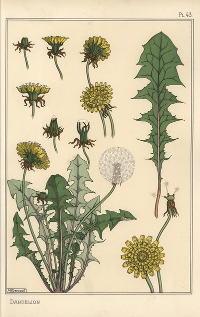Estudio botánico de diente de león de Eugene Grasset