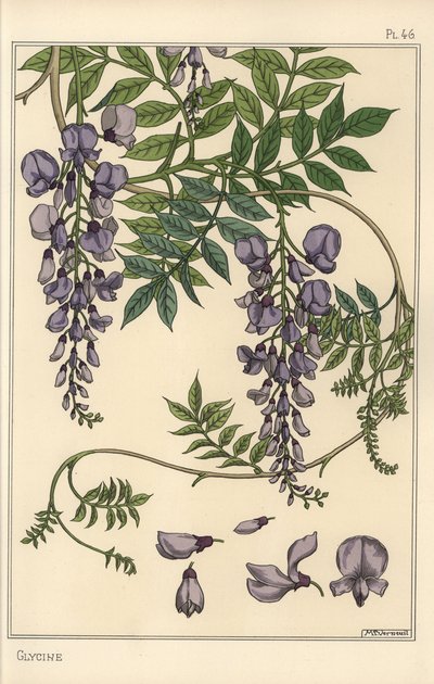 Estudio botánico de glicina de Eugene Grasset
