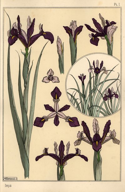 Planta de iris y partes de la flor, con inserto de Eugene Grasset