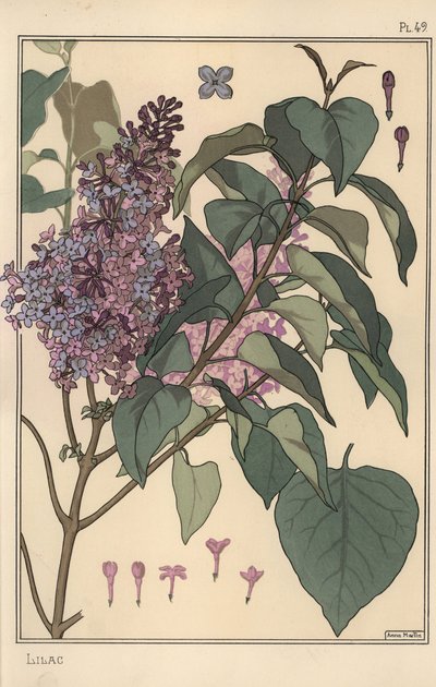Estudio botánico de lila de Eugene Grasset