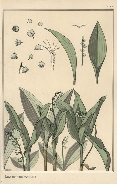 Lirio del valle, estudio botánico de Eugene Grasset