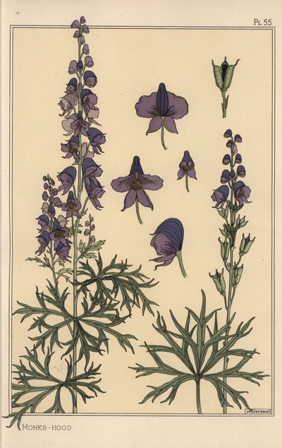 Estudio botánico de acónito de Eugene Grasset