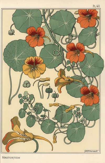 Estudio botánico de capuchina de Eugene Grasset