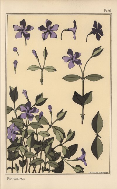 Estudio botánico de vincapervinca de Eugene Grasset