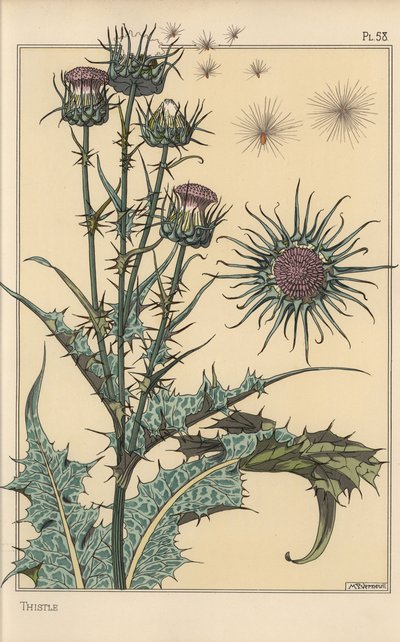 Estudio botánico de cardo de Eugene Grasset