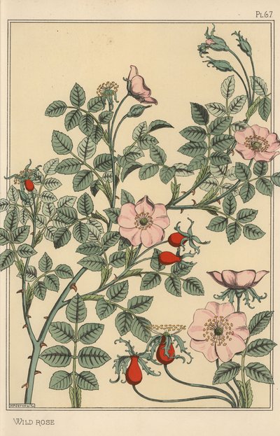 Estudio botánico de rosa silvestre de Eugene Grasset