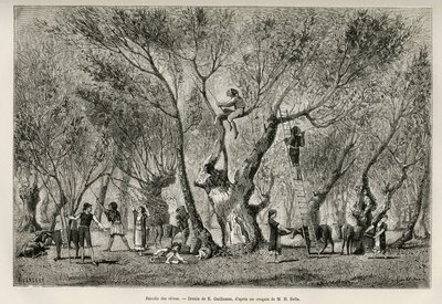 La recolección de aceitunas en la región de Anfisa, dibujo de E.Guillaume, para ilustrar la historia de Henri Belle: Viaje a Grecia de Eugene Guillaume