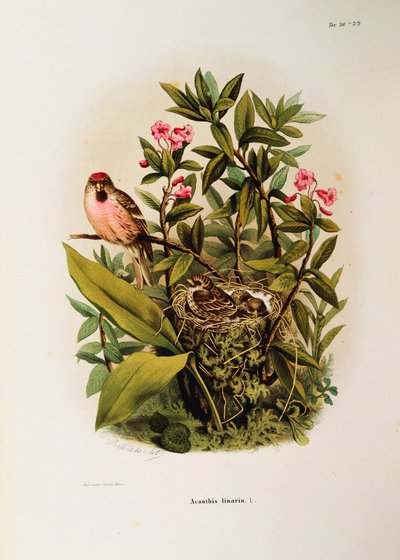 Ilustración de la "Historia Natural de las Aves que Anidan en Lombardía" de Eugenio Bettoni representando al pardillo común Carduelis flammea, por Oscar Dressler de Eugenio Bettoni, Oscar Dressler