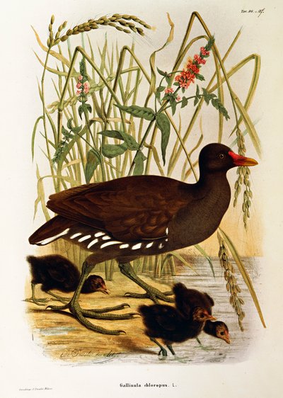 Ilustración de la "Historia Natural de las Aves que Anidan en Lombardía" de Eugenio Bettoni representando a la gallineta común Gallinula chloropus, por Oscar Dressler de Eugenio Bettoni, Oscar Dressler