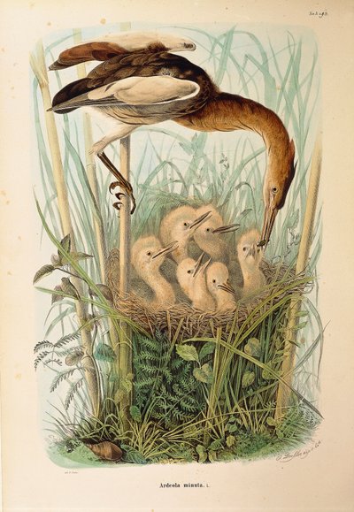 Ilustración de "Historia natural de las aves que anidan en Lombardía" de Eugenio Bettoni representando al Avetorillo común Ixobrychus minutus, por Oscar Dressler de Eugenio Bettoni, Oscar Dressler