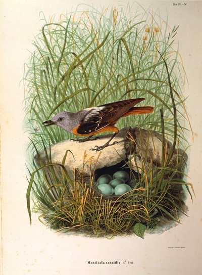 Ilustración de "Historia natural de las aves que anidan en Lombardía" de Eugenio Bettoni representando al Roquero solitario Monticola saxatilis hembra en el nido, por Oscar Dressler de Eugenio Bettoni, Oscar Dressler
