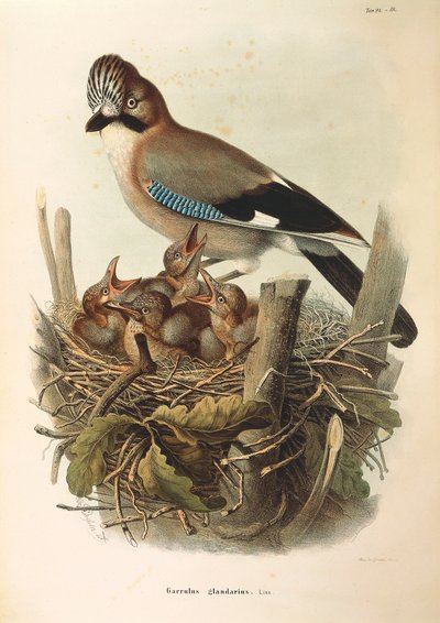 Ilustración de "Historia Natural de las Aves que Anidan en Lombardía" de Eugenio Bettoni representando Arrendajo Euroasiático Garrulus glandarius, por Oscar Dressler de Eugenio Bettoni, Oscar Dressler
