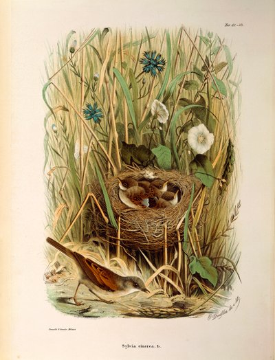 Ilustración de "Historia Natural de las Aves que Anidan en Lombardía" de Eugenio Bettoni representando Curruca zarcera (Sylvia communis o cinerea), por Oscar Dressler de Eugenio Bettoni, Oscar Dressler