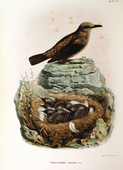 Ilustración de "Historia Natural de las Aves que Anidan en Lombardía" de Eugenio Bettoni representando Roquero solitario (Monticola solitarius), por Oscar Dressler de Eugenio Bettoni, Oscar Dressler