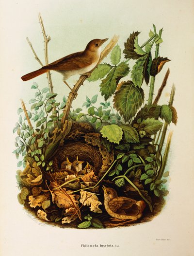 Ilustración de "Historia Natural de las Aves que Anidan en Lombardía" de Eugenio Bettoni representando Ruiseñor común (Luscinia megarhynchos), por Oscar Dressler de Eugenio Bettoni, Oscar Dressler
