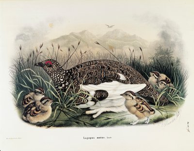 Ilustración de "Historia Natural de las Aves que Anidan en Lombardía" de Eugenio Bettoni representando Perdiz nival (Lagopus muta), por Oscar Dressler de Eugenio Bettoni, Oscar Dressler