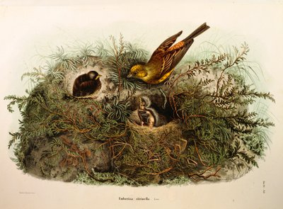 Ilustración de "Historia Natural de las Aves que Anidan en Lombardía" de Eugenio Bettoni representando Escribano cerillo (Emberiza citrinella), por Oscar Dressler de Eugenio Bettoni, Oscar Dressler
