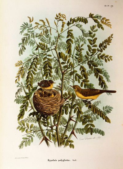 Ilustración de "Historia Natural de las Aves que Anidan en Lombardía" de Eugenio Bettoni representando Zarcero políglota (Hippolais polyglotta), por Oscar Dressler de Eugenio Bettoni, Oscar Dressler