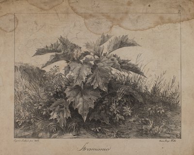 Stramonium de Eugenio Landesio