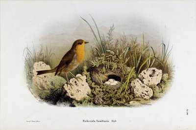 Representación del petirrojo (Rubecula familiaris) de Eugenio and Dressler Oscar  Bettoni