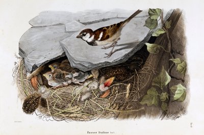 Representación del gorrión cisalpino (Passer domesticus italiae o Gorrión Italiano) de Eugenio and Dressler Oscar  Bettoni