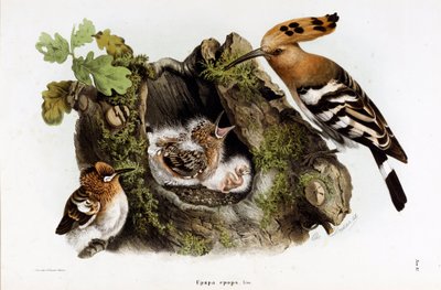 Representación de la Abubilla (Upupa epops) (Cromolitografía) de Eugenio and Dressler Oscar  Bettoni