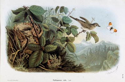 Representación del mosquitero común (Phyllopneuste rufa) (Chiffchaff) (Cromolitografía) de Eugenio and Dressler Oscar  Bettoni