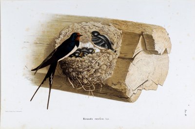 Representación del nido de golondrina (Hirundo rustica o golondrina) de Eugenio and Dressler Oscar  Bettoni