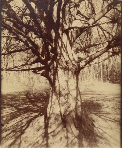 Árbol (Garche) Haya de Eugène Atget