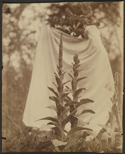 Bouillon Blanc (Gordolobo) de Eugène Atget