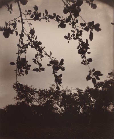 Rama de manzano de Eugène Atget