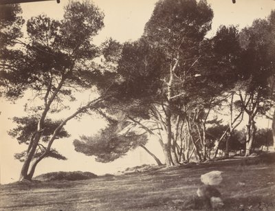Cannes, Isla Saint Honorat de Eugène Atget