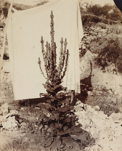 gordolobo en flor de Eugène Atget