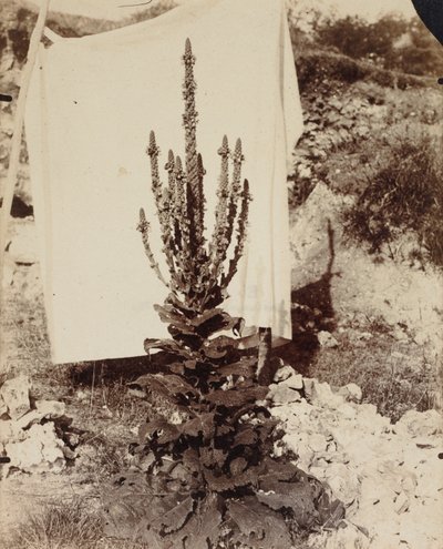 Gordolobo en flor, c. 1897-1899 de Eugène Atget