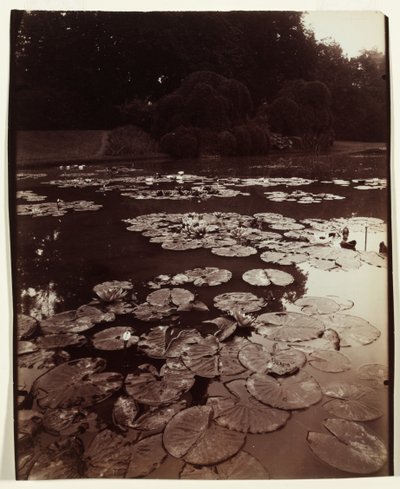 Nymphéa de Eugène Atget