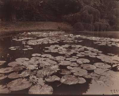 Nenúfares (Bagatelle) de Eugène Atget