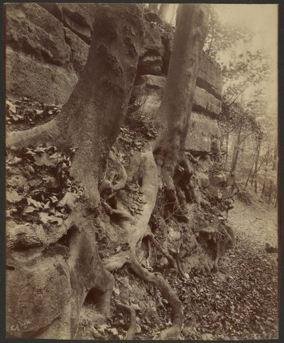 Parque de Saint-Cloud de Eugène Atget